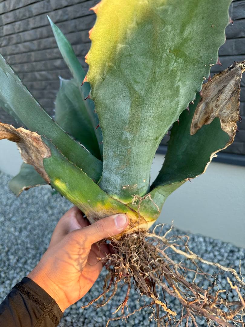 アガベ アトロビレンス シグマトフィラ - メルカリ