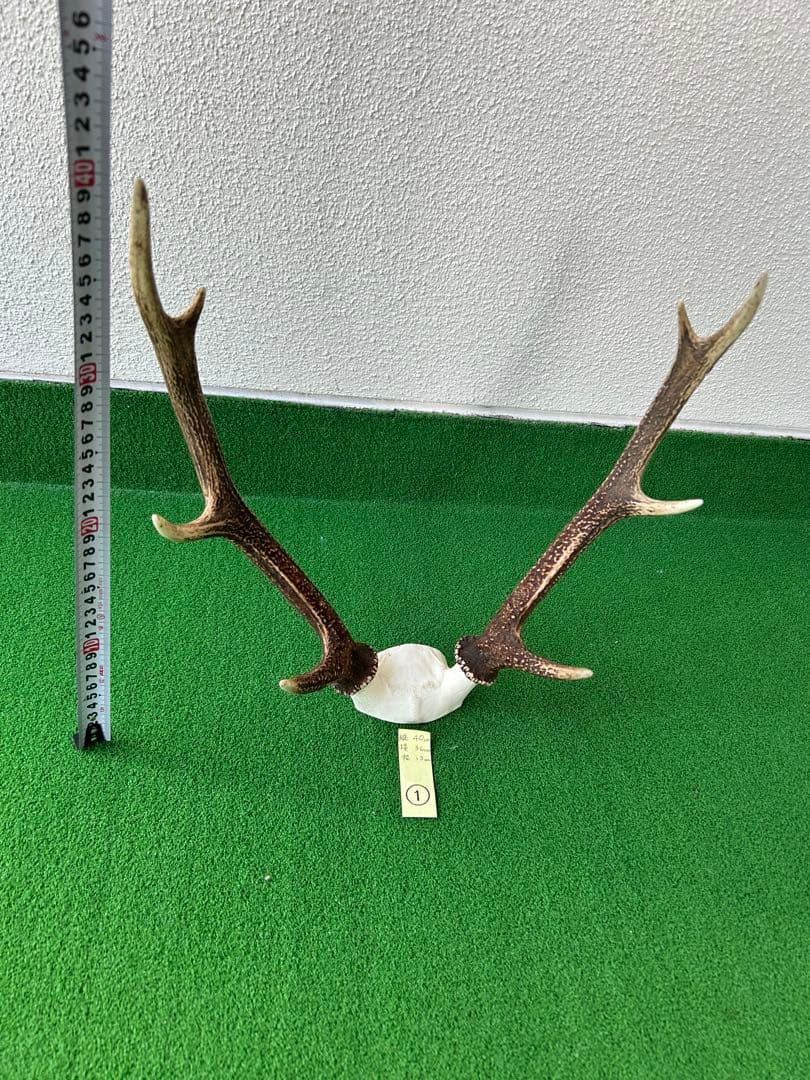 ニホンジカの角（NO.1）