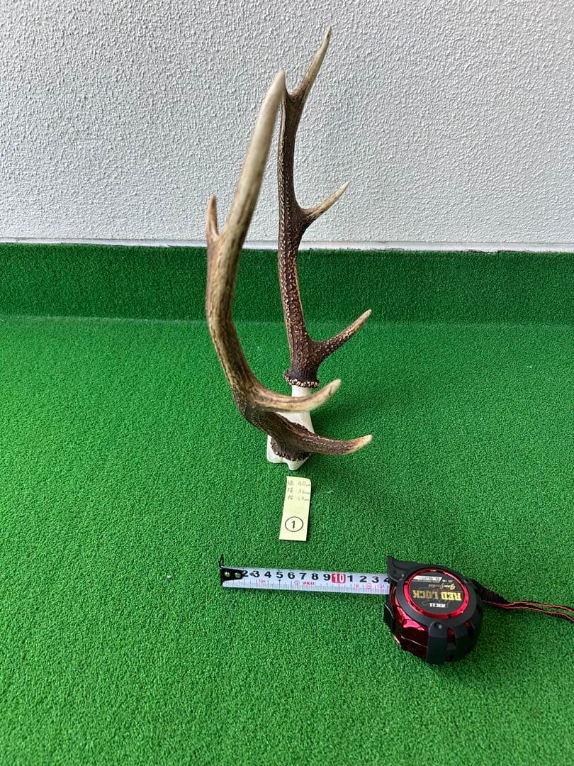 ニホンジカの角（NO.1）
