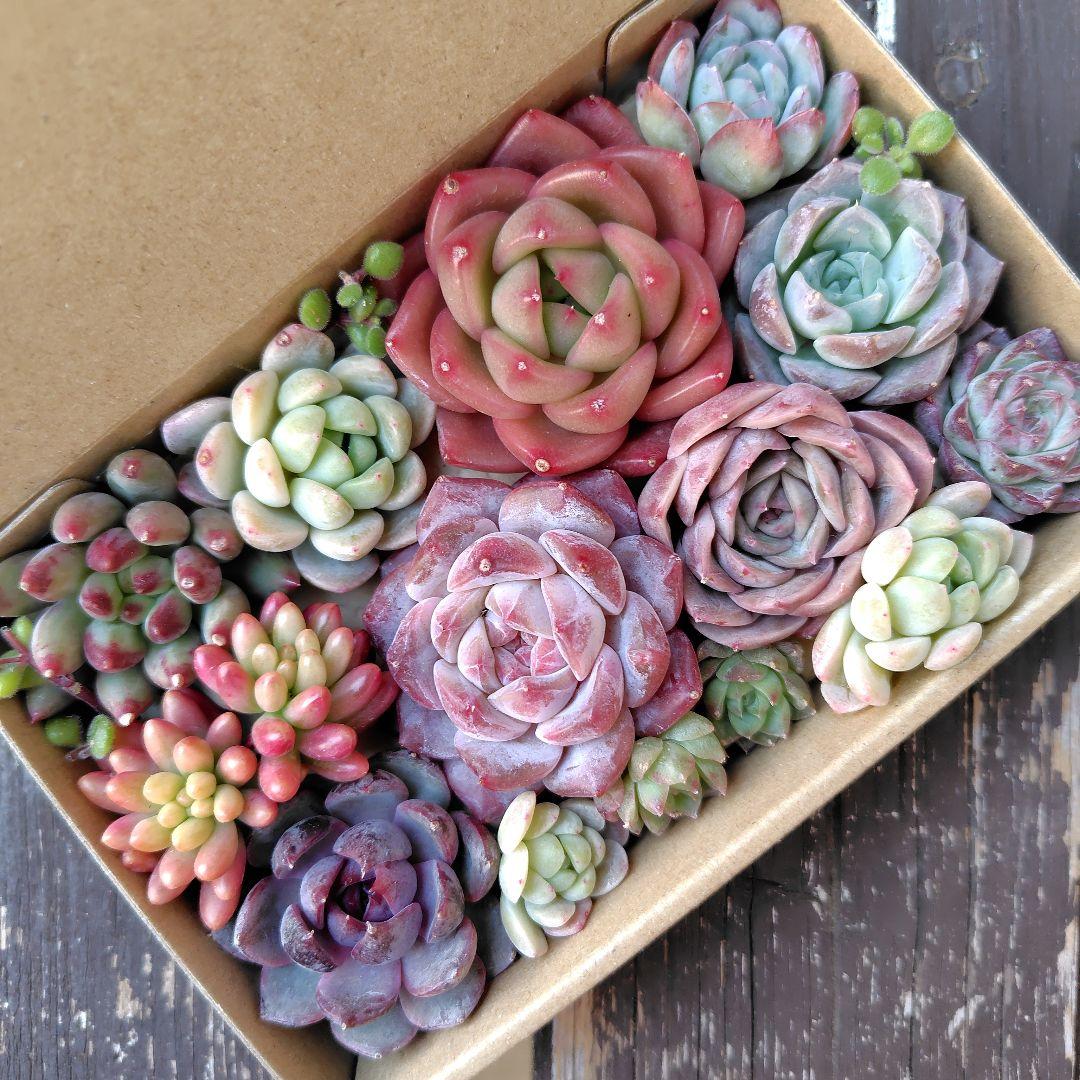 多肉植物 カット苗 多肉弁当 寄せ植え 詰め合わせ - メルカリ