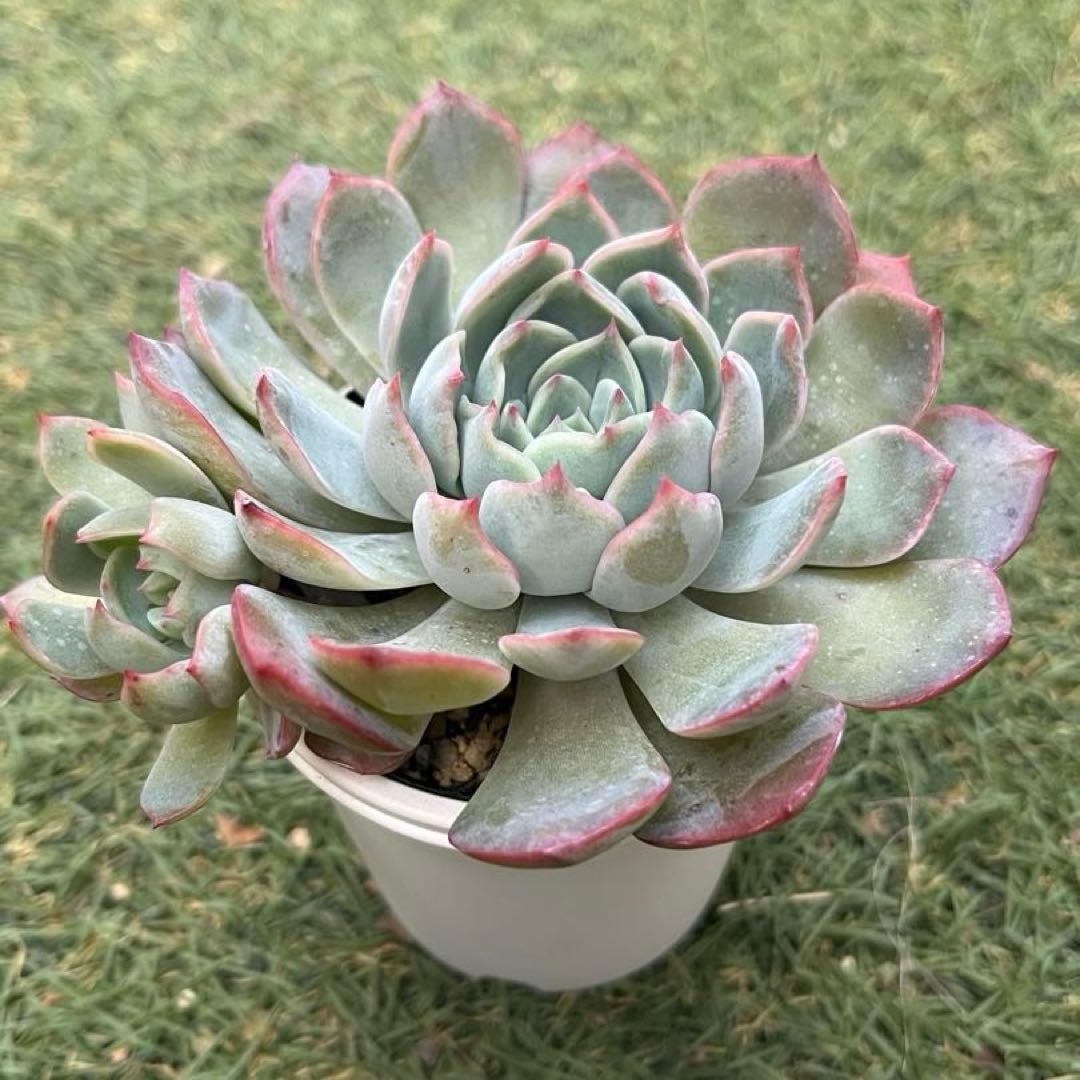 メルカリ便発送☆多肉植物 アロエ属 プラテンシス(実生選抜S5のカキコ