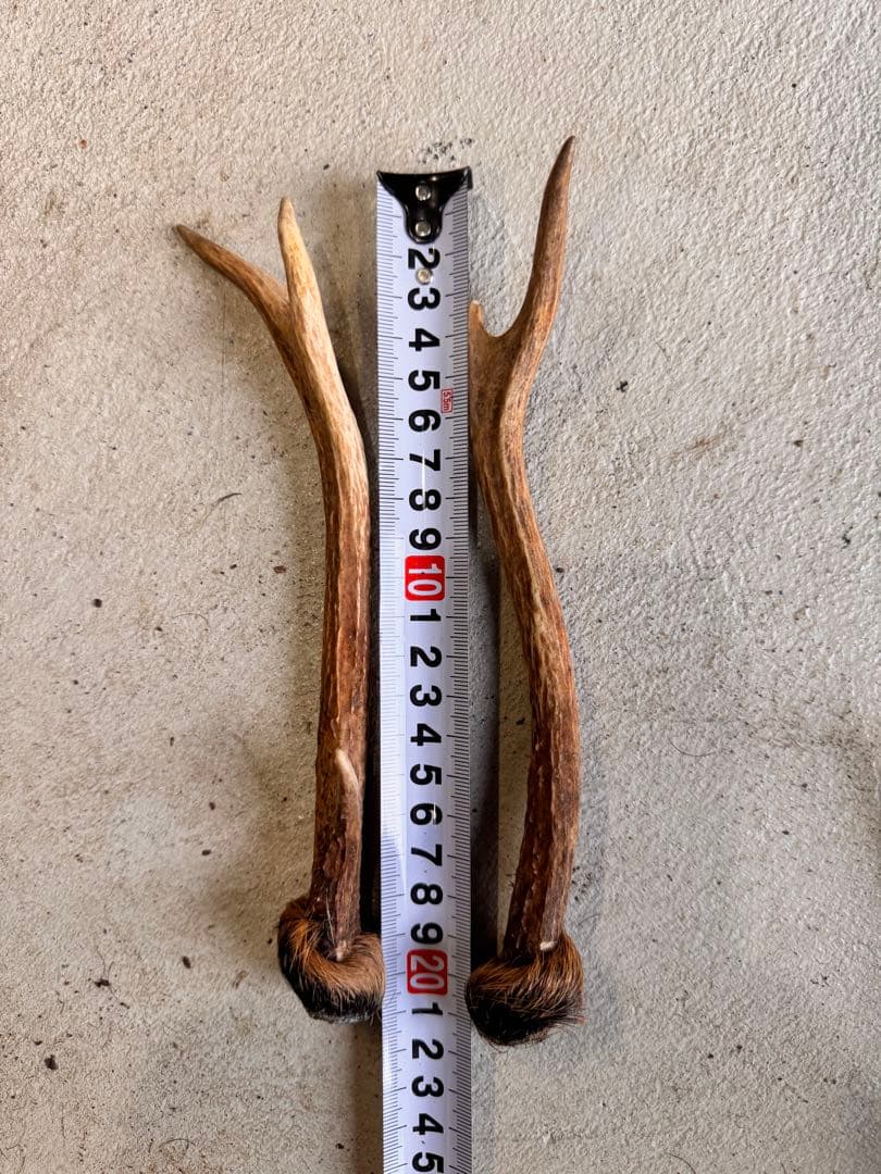 日本鹿の角 11対(22本セット) No.4