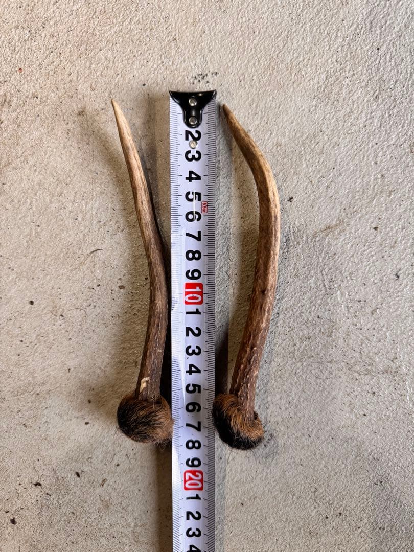 日本鹿の角 11対(22本セット) No.4