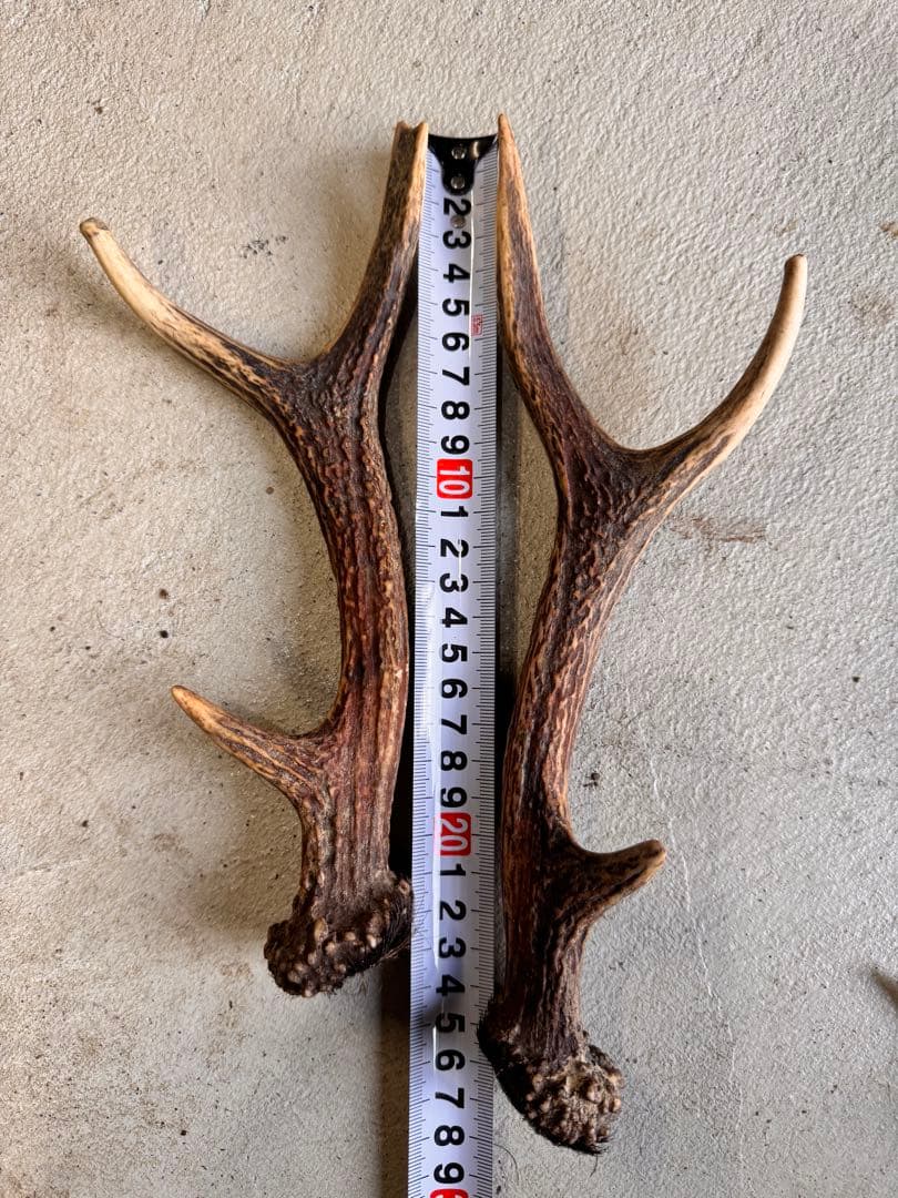 日本鹿の角 11対(22本セット) No.4