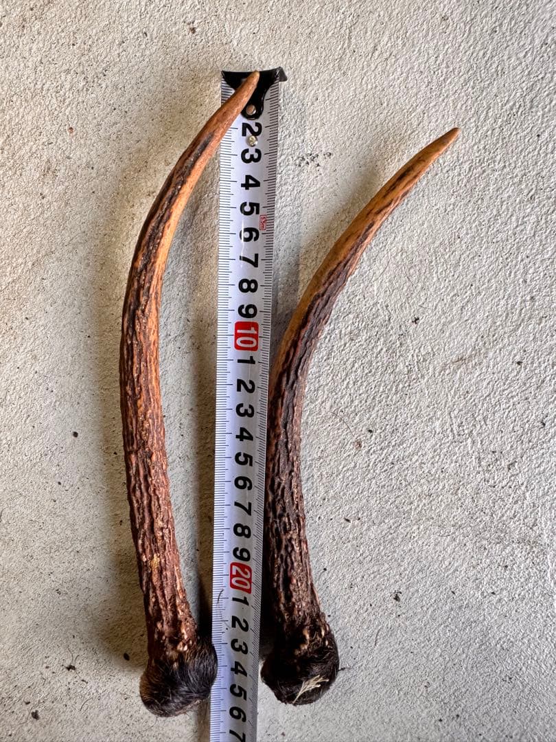 日本鹿の角 11対(22本セット) No.4