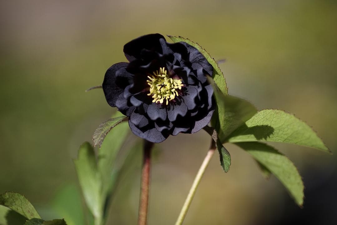 クリスマスローズ 開花株 八咫烏hyb - メルカリ