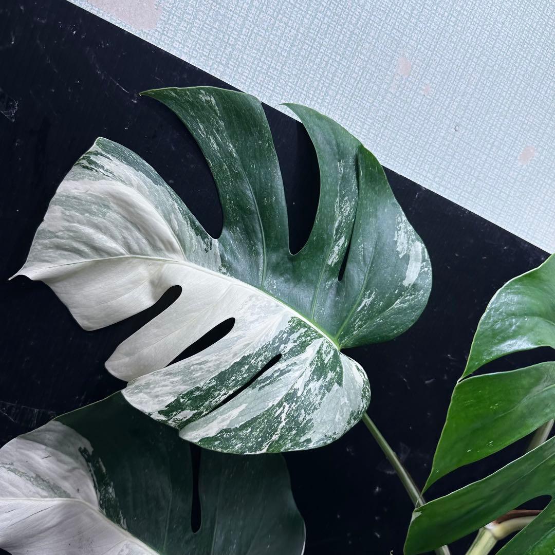 超*✿様 モンステラ斑入りハーフムーンホワイトタイガー極美斑入り　　 63cm