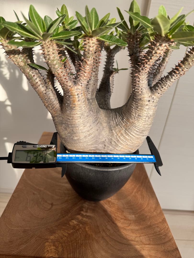 パキポディウム マカイエンセ 良型 大株 現地球 発根済み