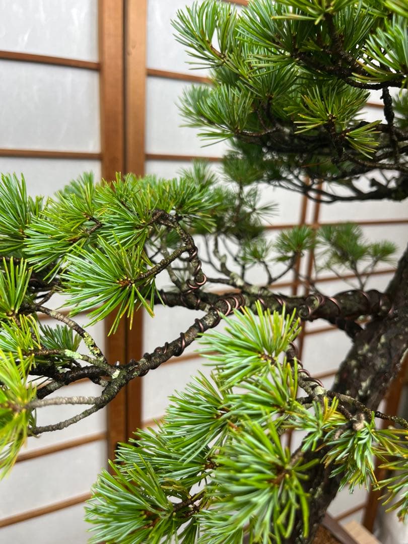 那須五葉松 \"瑞祥(ずいしょう)\" 盆栽 素材