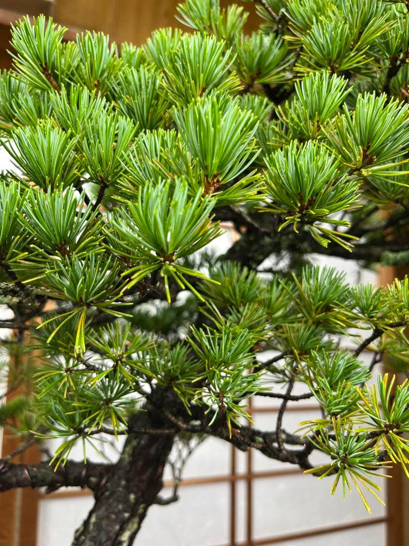 那須五葉松 \"瑞祥(ずいしょう)\" 盆栽 素材