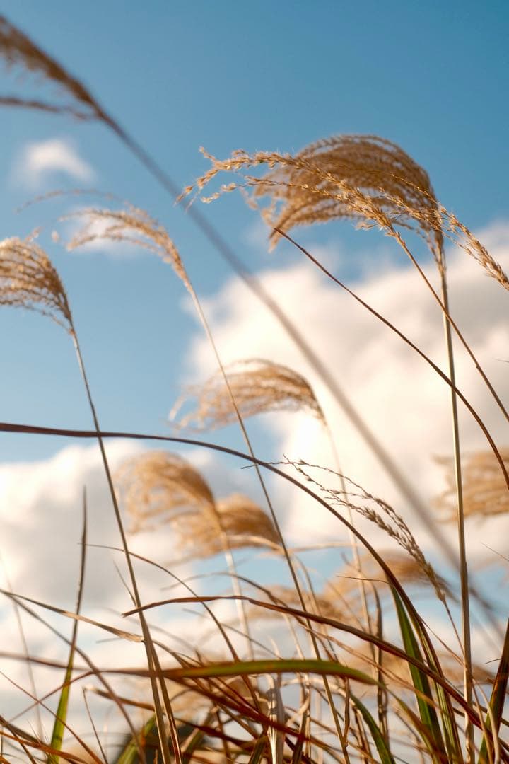 XF35mm F1.4 R FUJIFILM 【作例あり】　神レンズ