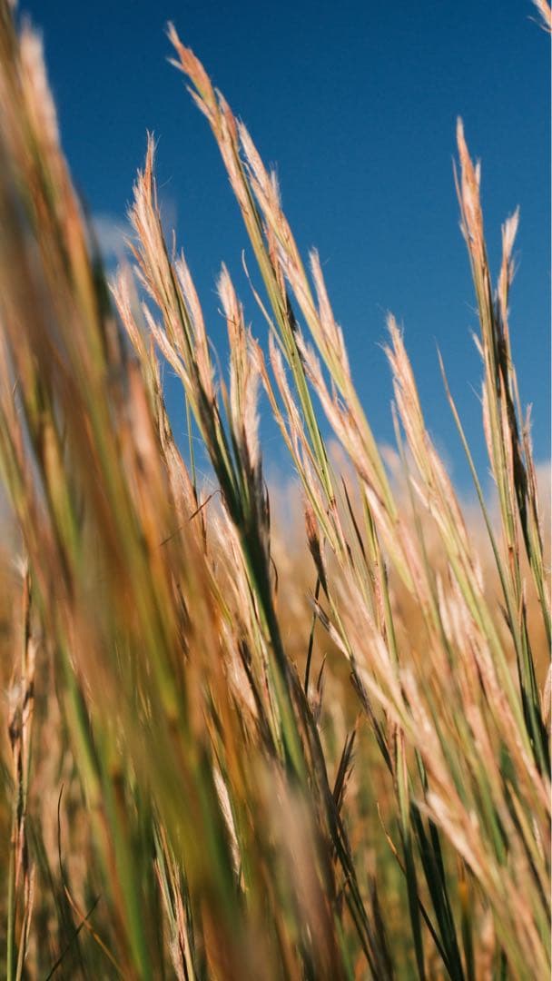 XF35mm F1.4 R FUJIFILM 【作例あり】　神レンズ