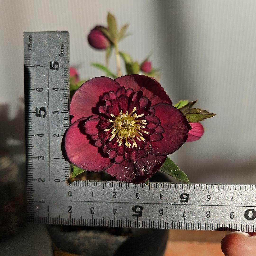 クマちゃん㉖-23㉖-43クリスマスローズ