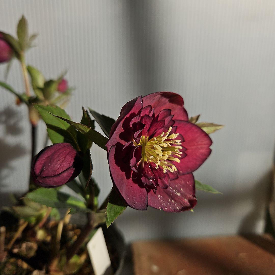 クマちゃん㉖-23㉖-43クリスマスローズ