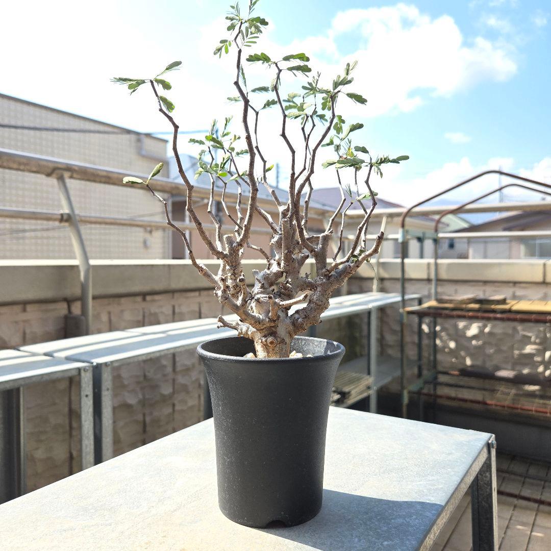 センナ メリディオナリス 鉢付 - メルカリ