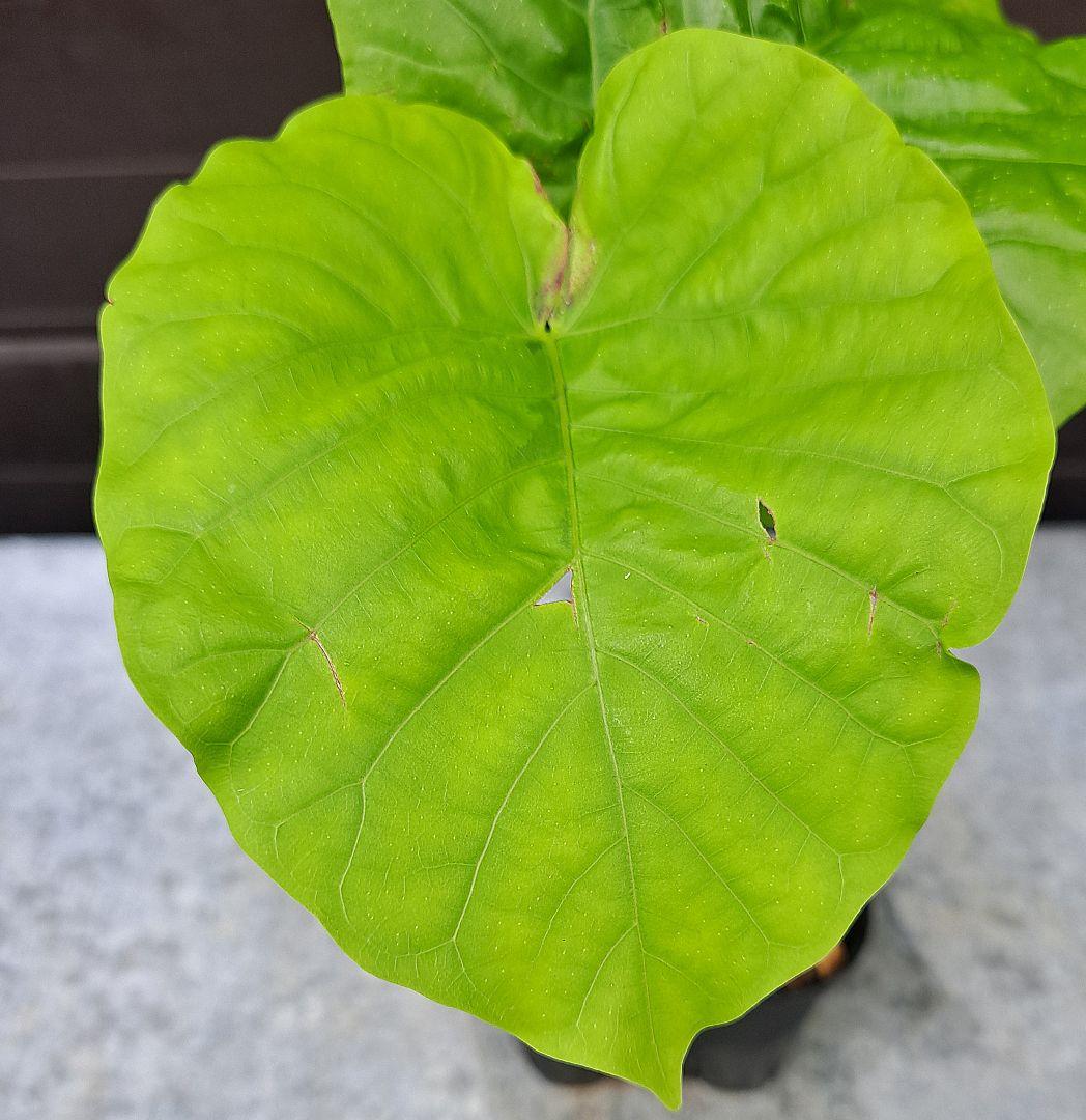 ちぃ‼️流通皆無‼️✩.*˚ウンベラータ 斑入りトップ✩.*˚3