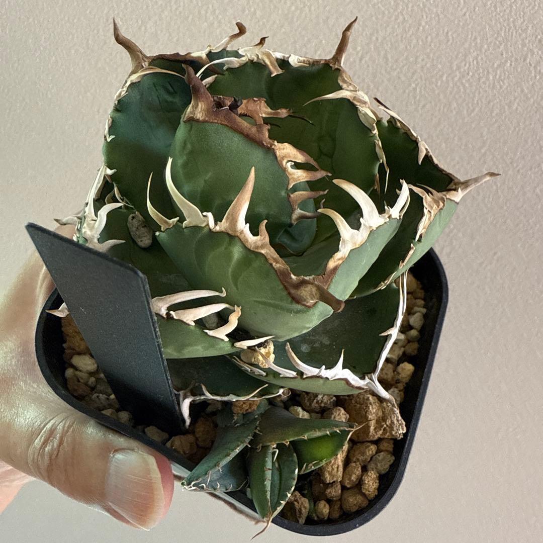 【秘蔵コレクション放出】アガベ 窮奇 -Kyuki- 超選抜株