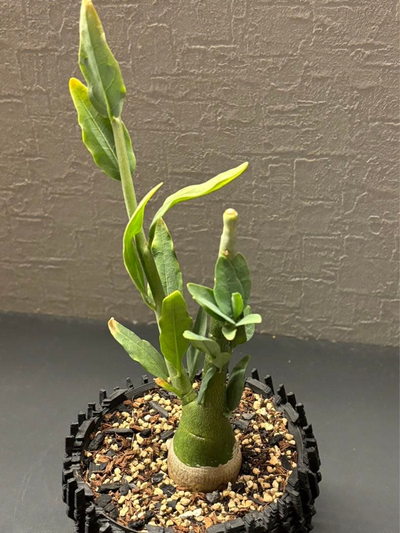 アデニア ペチュエリー Adenia pechuelii 実生 - メルカリ