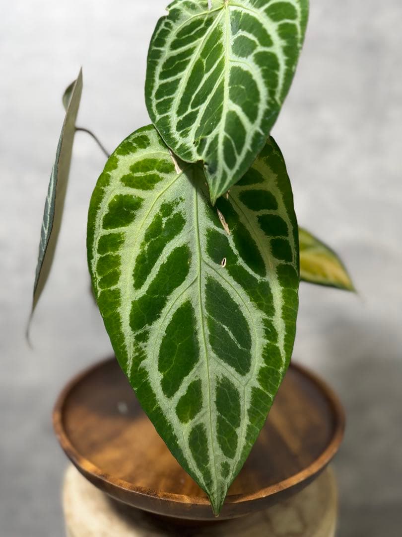 アンスリウム レッドクリスタリナム　ハイブリッド