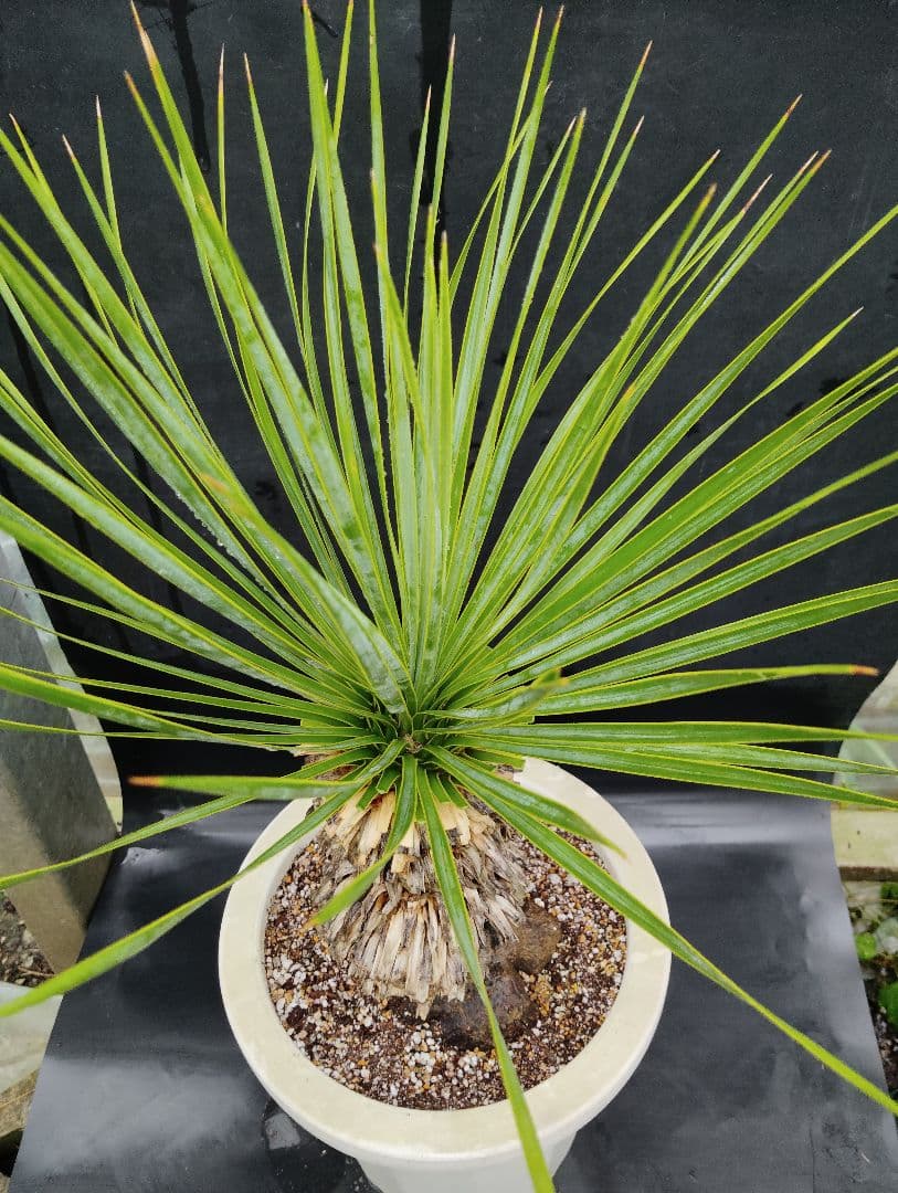 ユッカ　ロストラータ