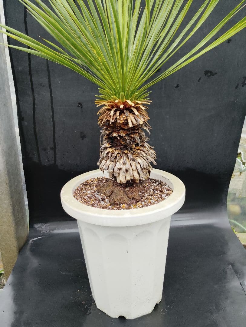 ユッカ　ロストラータ