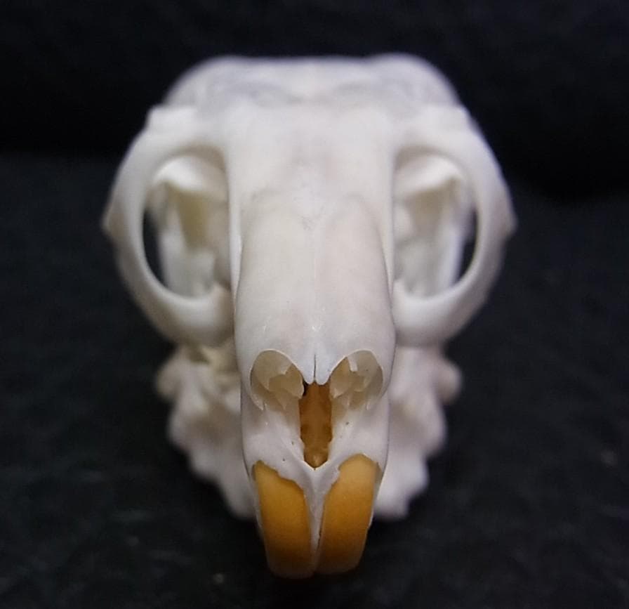 高品質　レア　オナガチンチラ 頭骨