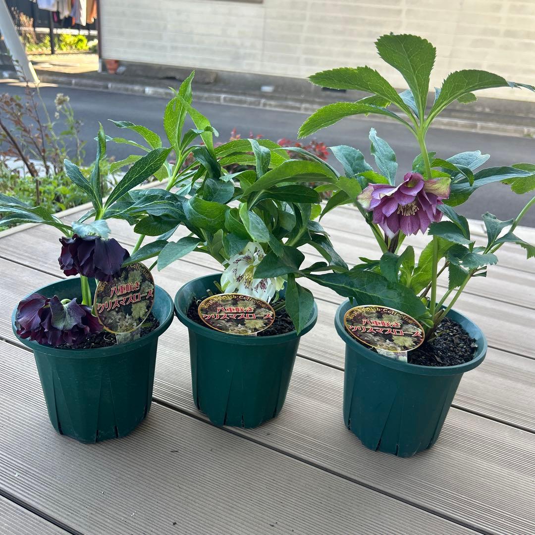 クリスマスローズ　ダブルエレン　八重咲きクリスマスローズ　3鉢