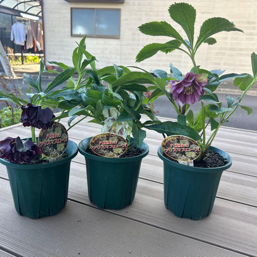クリスマスローズ　ダブルエレン　八重咲きクリスマスローズ　3鉢