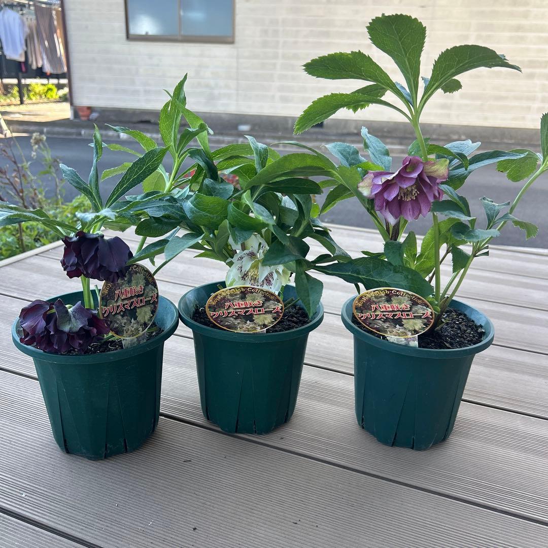 クリスマスローズ　ダブルエレン　八重咲きクリスマスローズ　3鉢