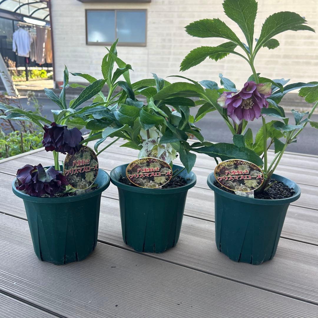 クリスマスローズ　ダブルエレン　八重咲きクリスマスローズ　3鉢