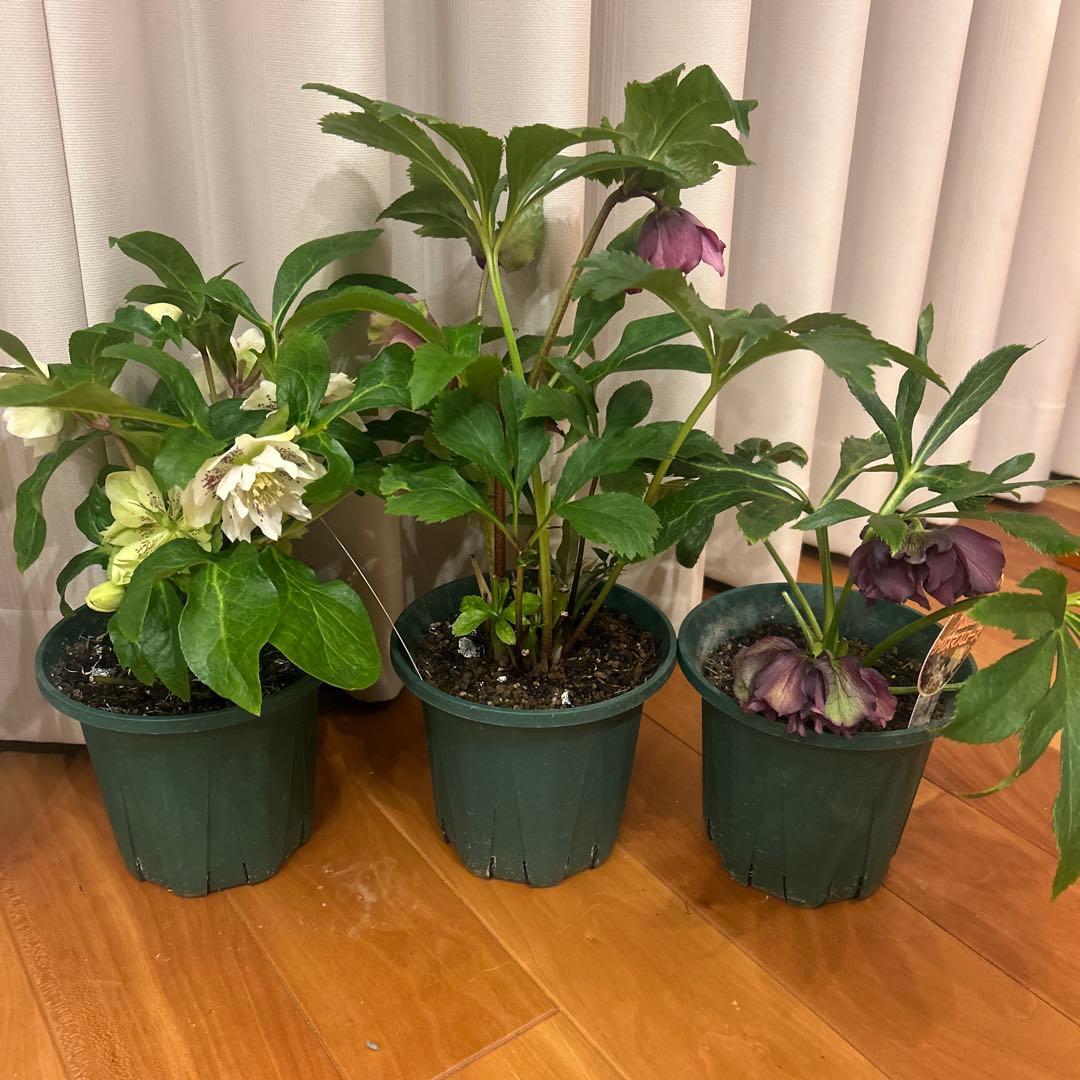 クリスマスローズ　ダブルエレン　八重咲きクリスマスローズ　3鉢