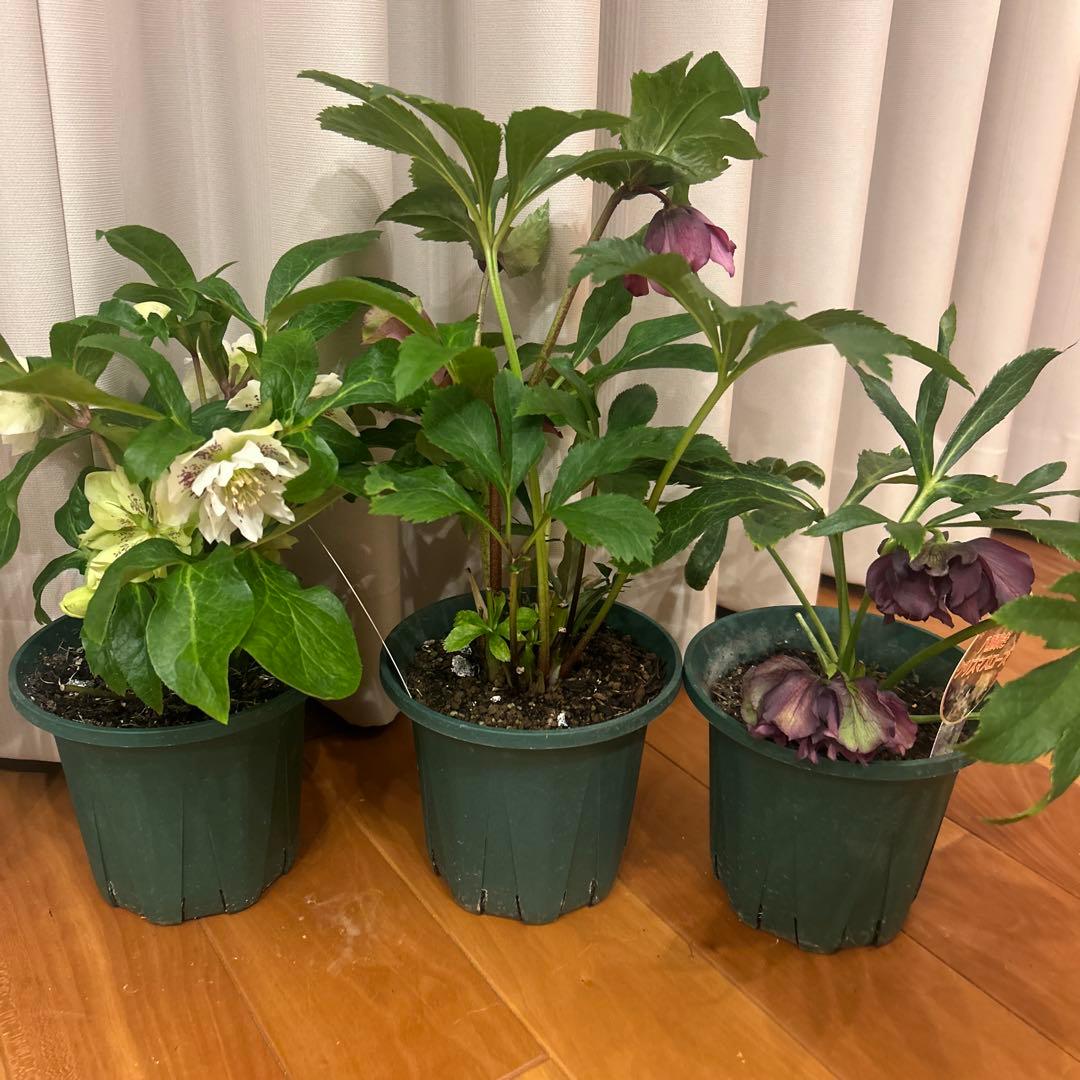 クリスマスローズ　ダブルエレン　八重咲きクリスマスローズ　3鉢