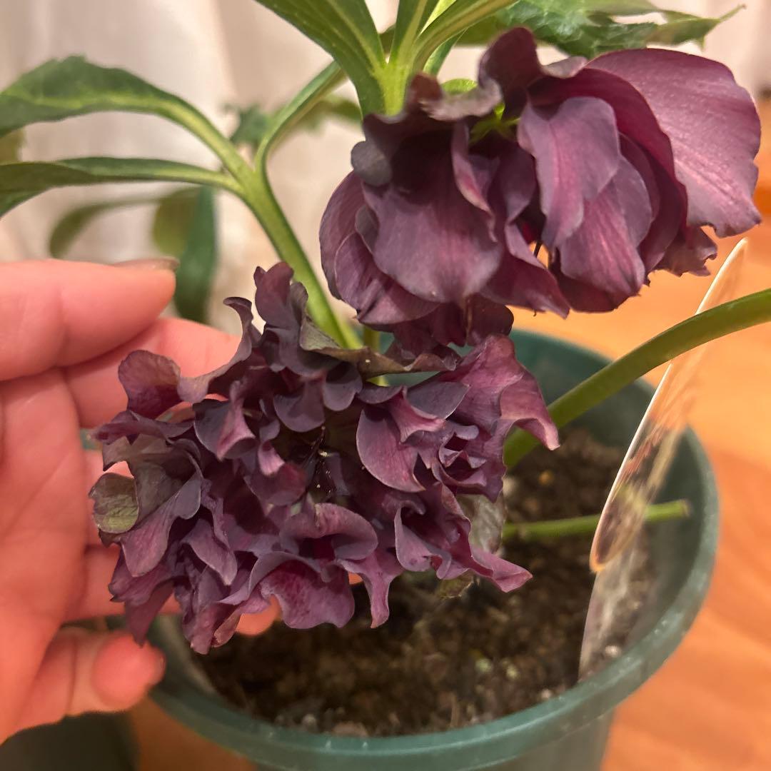 クリスマスローズ　ダブルエレン　八重咲きクリスマスローズ　3鉢