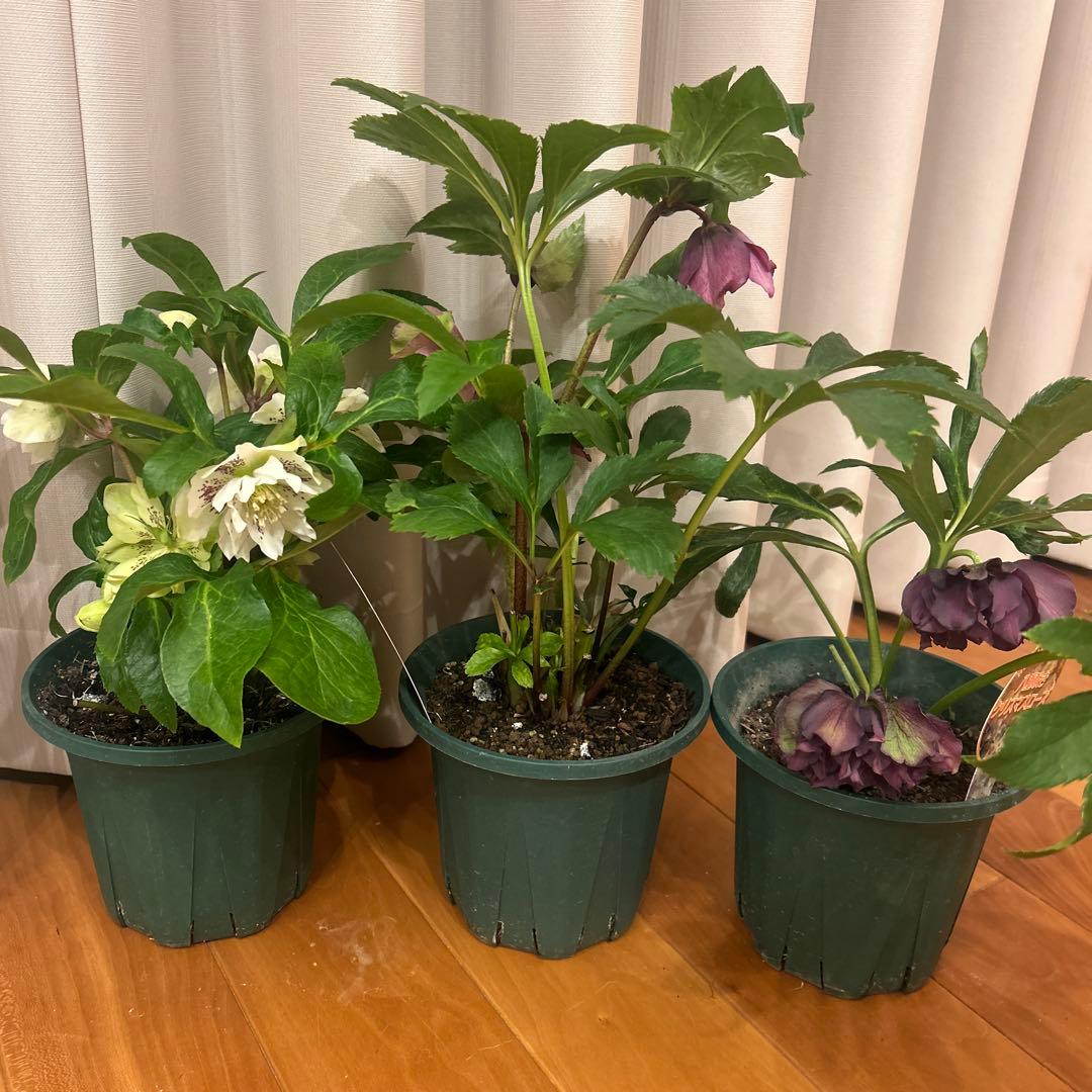 クリスマスローズ　ダブルエレン　八重咲きクリスマスローズ　3鉢