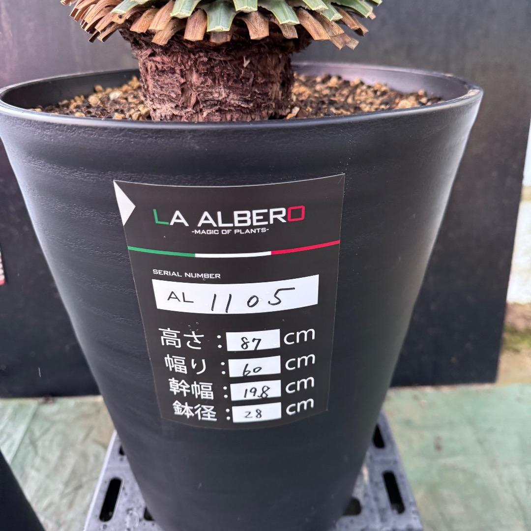 メ*イ様 【AL1105】ユッカ　ロストラータ　超美形