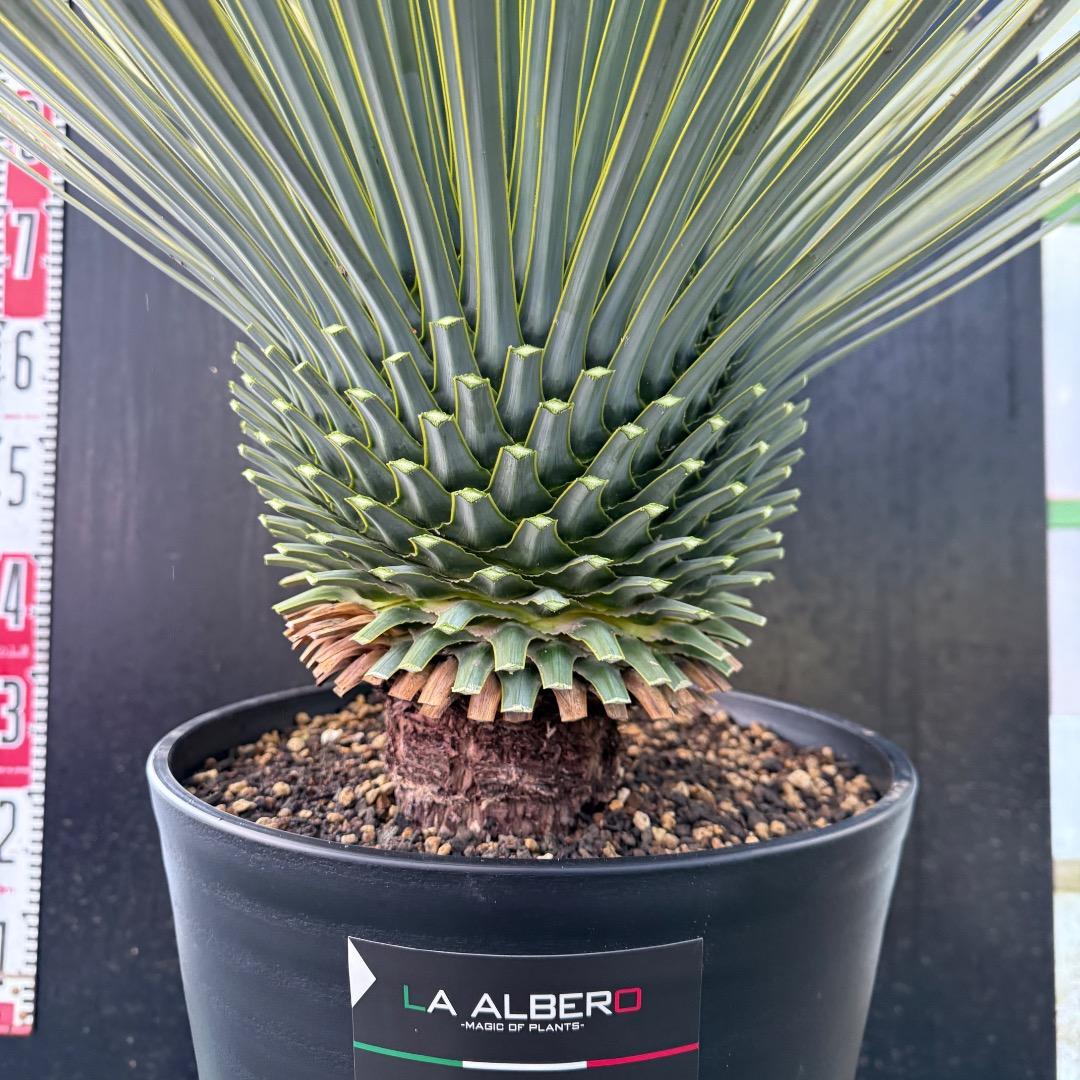 メ*イ様 【AL1105】ユッカ　ロストラータ　超美形