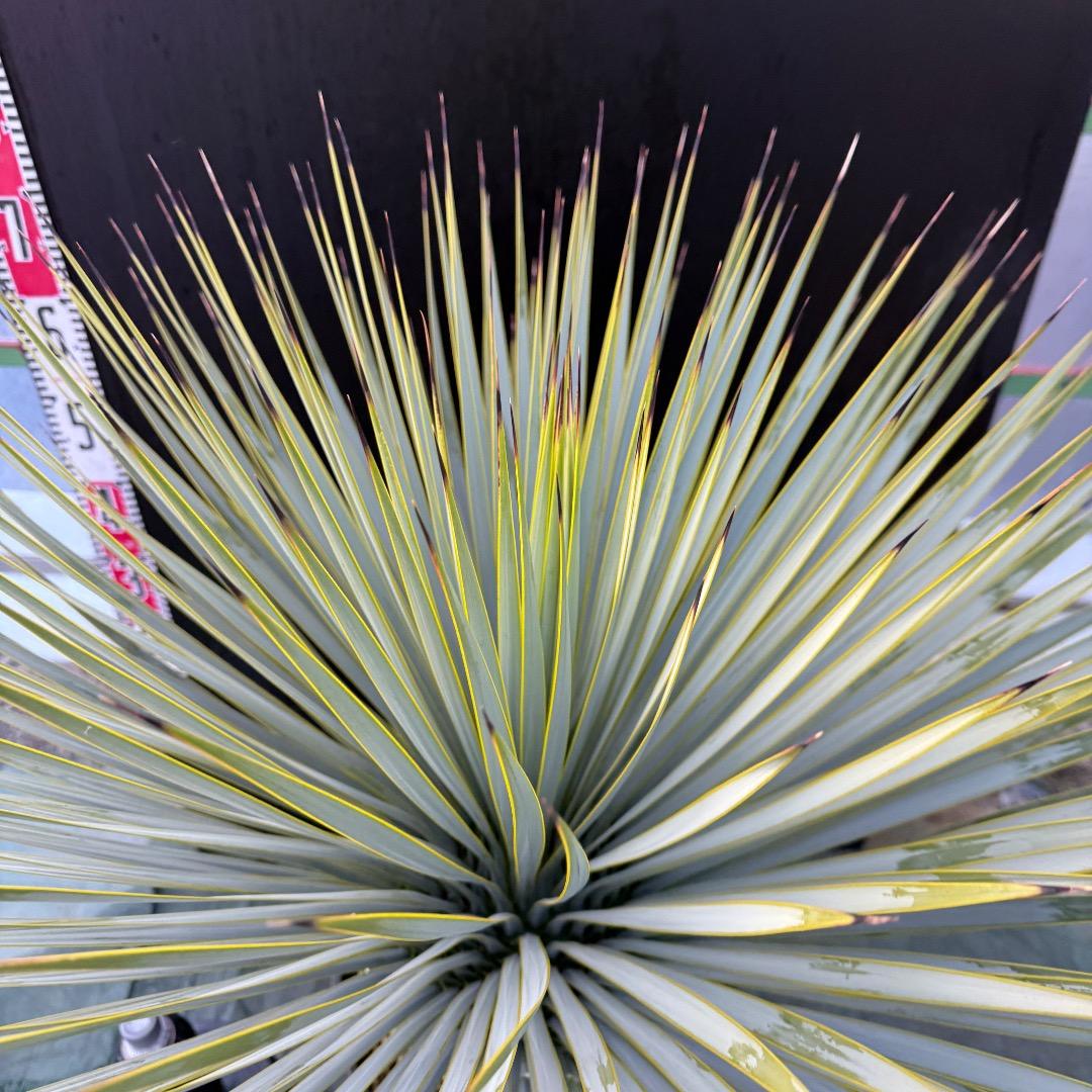 メ*イ様 【AL1105】ユッカ　ロストラータ　超美形