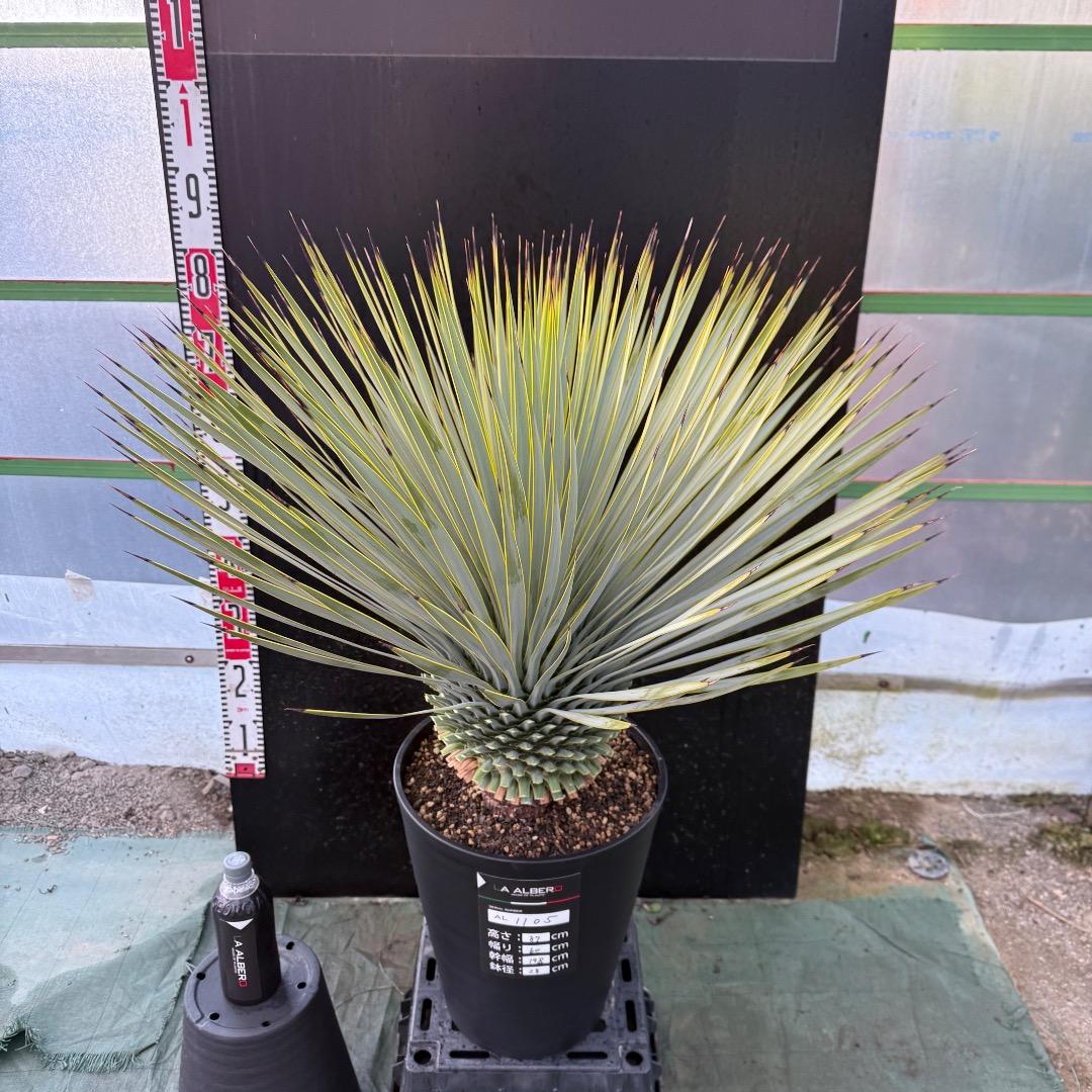 メ*イ様 【AL1105】ユッカ　ロストラータ　超美形