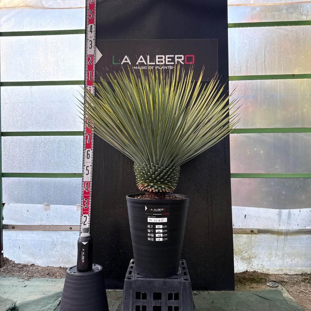 メ*イ様 【AL1105】ユッカ　ロストラータ　超美形