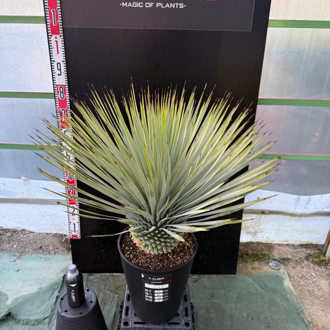 メ*イ様 【AL1105】ユッカ　ロストラータ　超美形