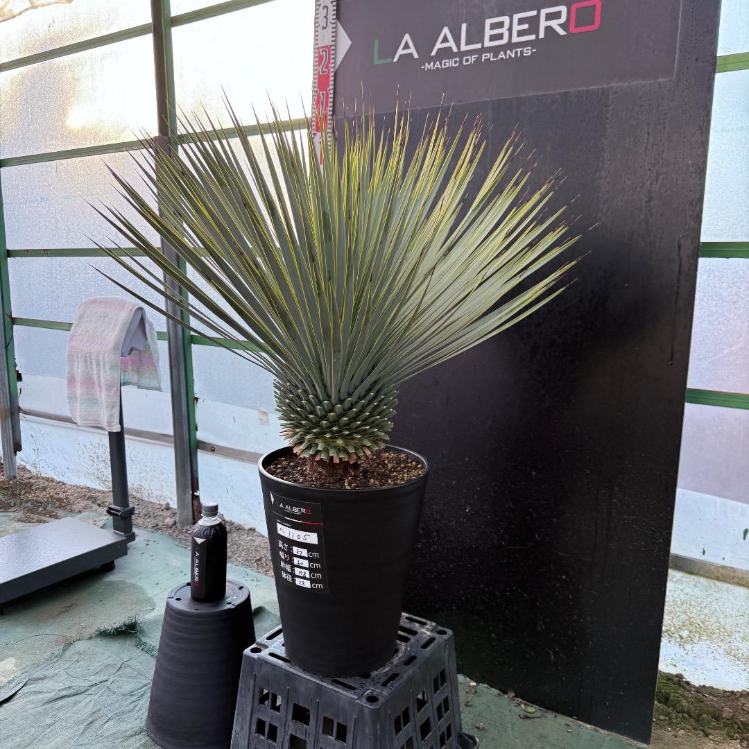 メ*イ様 【AL1105】ユッカ　ロストラータ　超美形