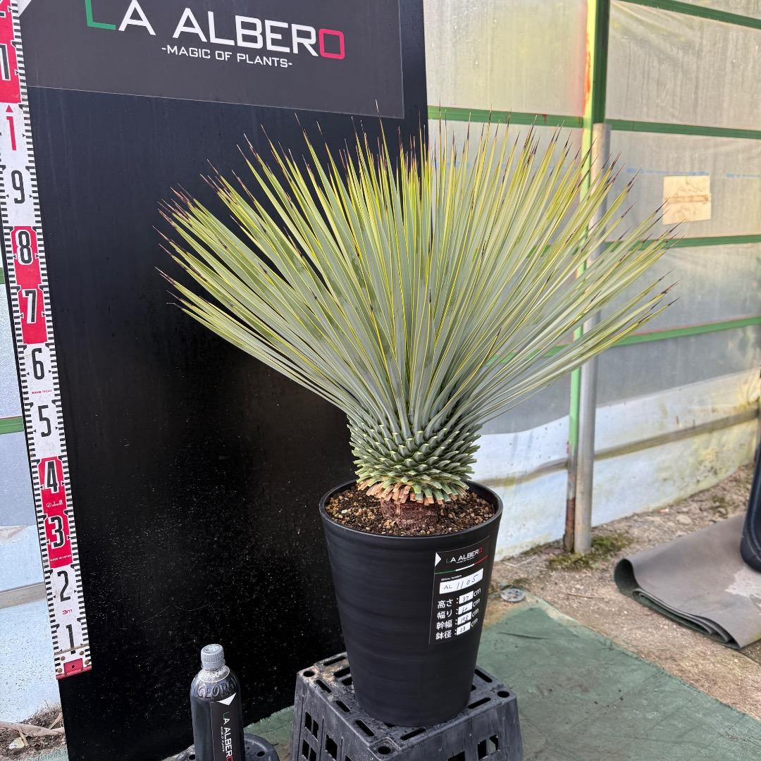 メ*イ様 【AL1105】ユッカ　ロストラータ　超美形