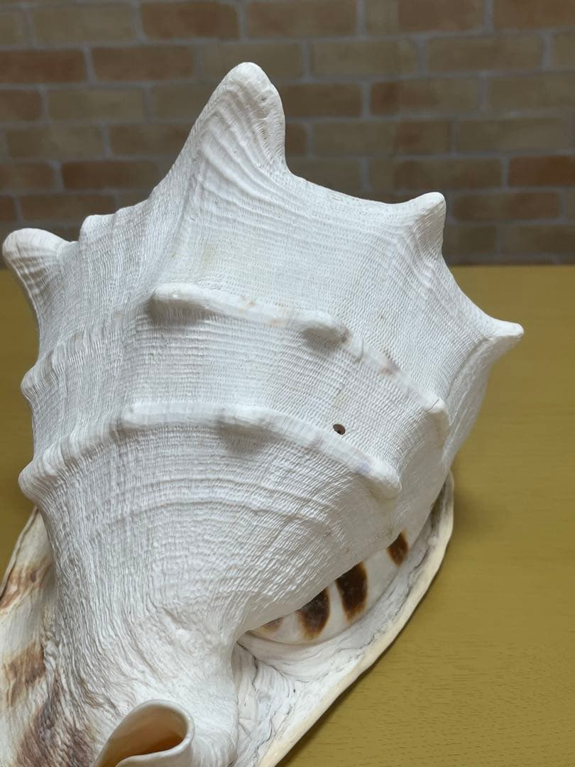 【特大、美品】トウカムリ貝　ホラ貝　貝殻の置き物
