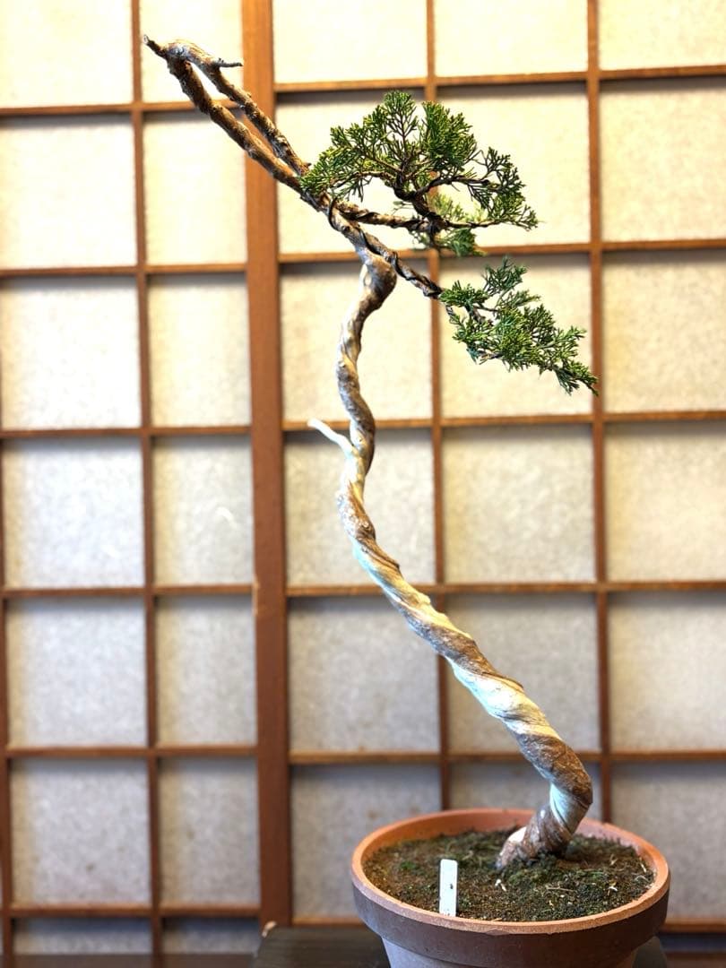 真柏盆栽❗️フォロワー様150人記念値下げ❗️しなやかな動き。文人木盆栽。