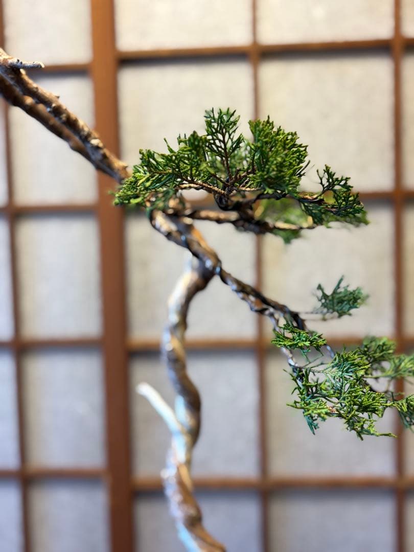 真柏盆栽❗️フォロワー様150人記念値下げ❗️しなやかな動き。文人木盆栽。