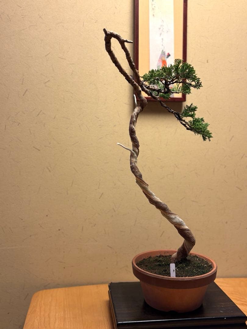 真柏盆栽❗️フォロワー様150人記念値下げ❗️しなやかな動き。文人木盆栽。