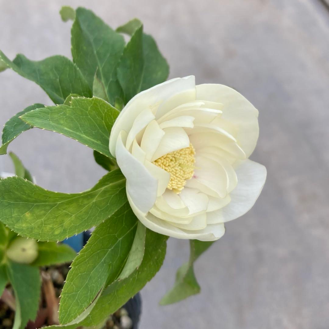 多弁系アイボリーホワイトゴールド美フラッシュ　クリスマスローズ　開花株