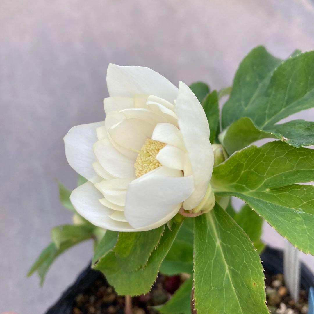 多弁系アイボリーホワイトゴールド美フラッシュ　クリスマスローズ　開花株