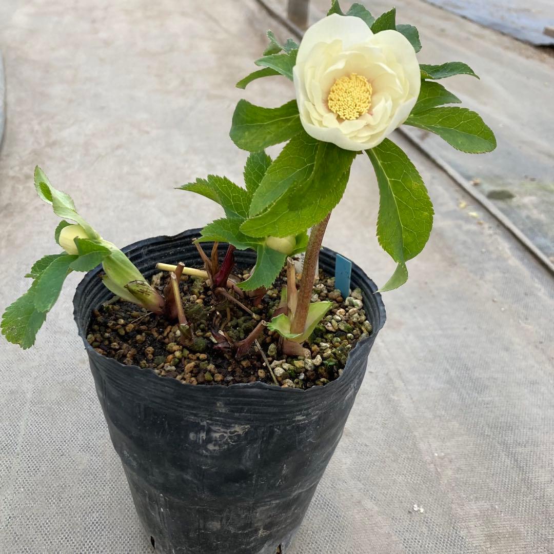 多弁系アイボリーホワイトゴールド美フラッシュ　クリスマスローズ　開花株