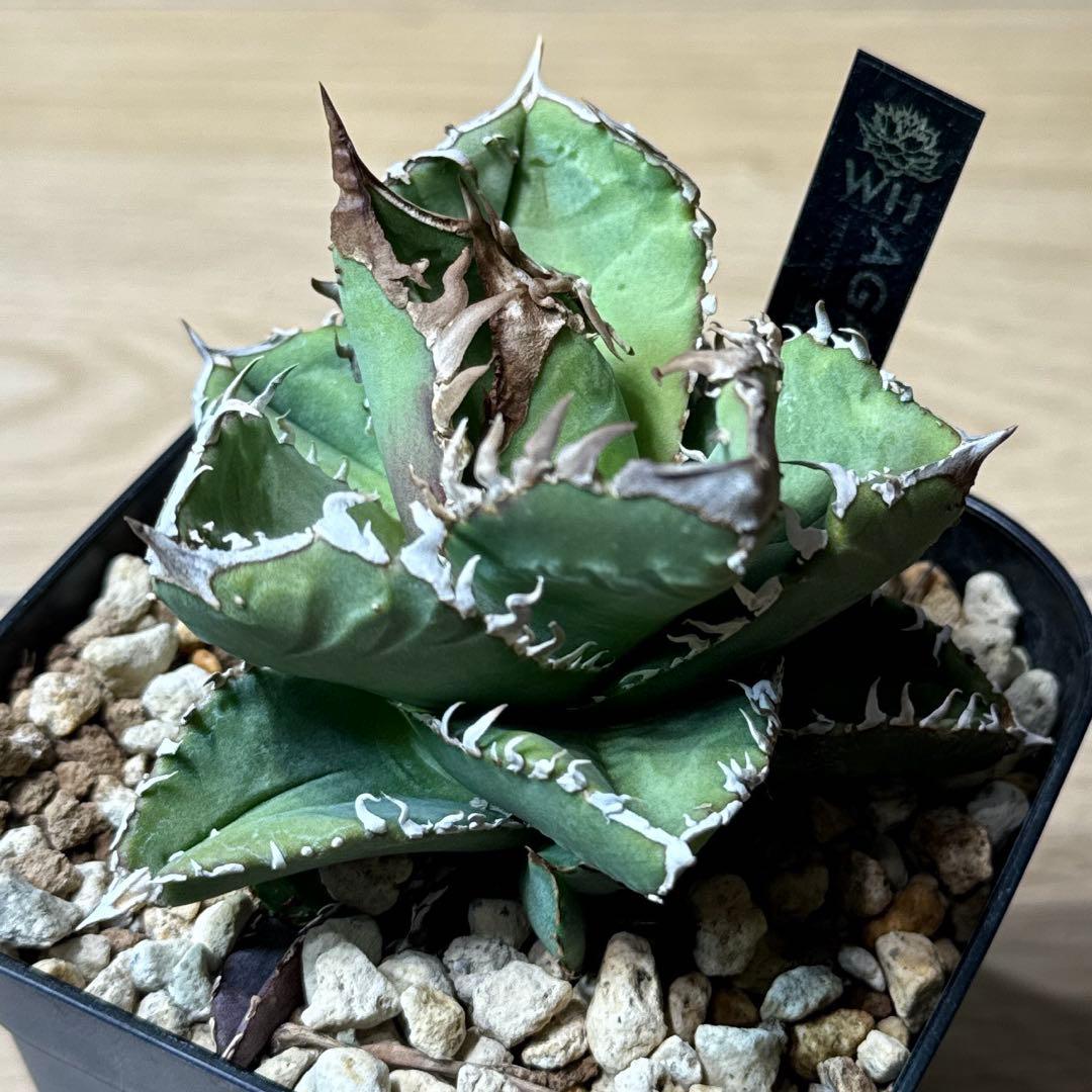 みほ⭐️未使用品はお値引き不可⭐️ モンステラデリシオーサ の検討